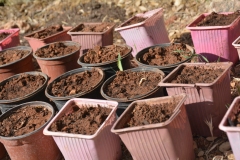 semina in vasetti di yogurt riciclati