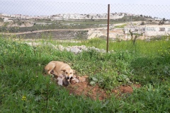 Nuovi cuccioli in fattoria