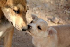 Amorevoli cani da guardia