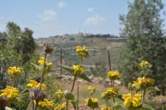 Fiori, insediamento sullo sfondo