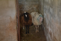 La stalla delle pecore