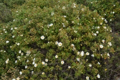 In primavera: esplosione di fiori