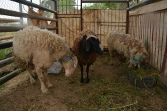 Pecore all'aperto